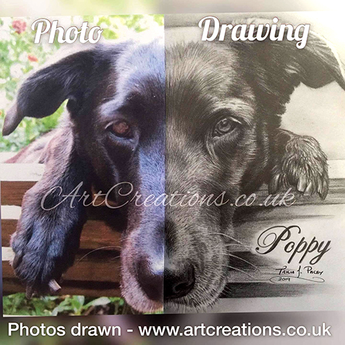 Half & Half/Photo & Drawing