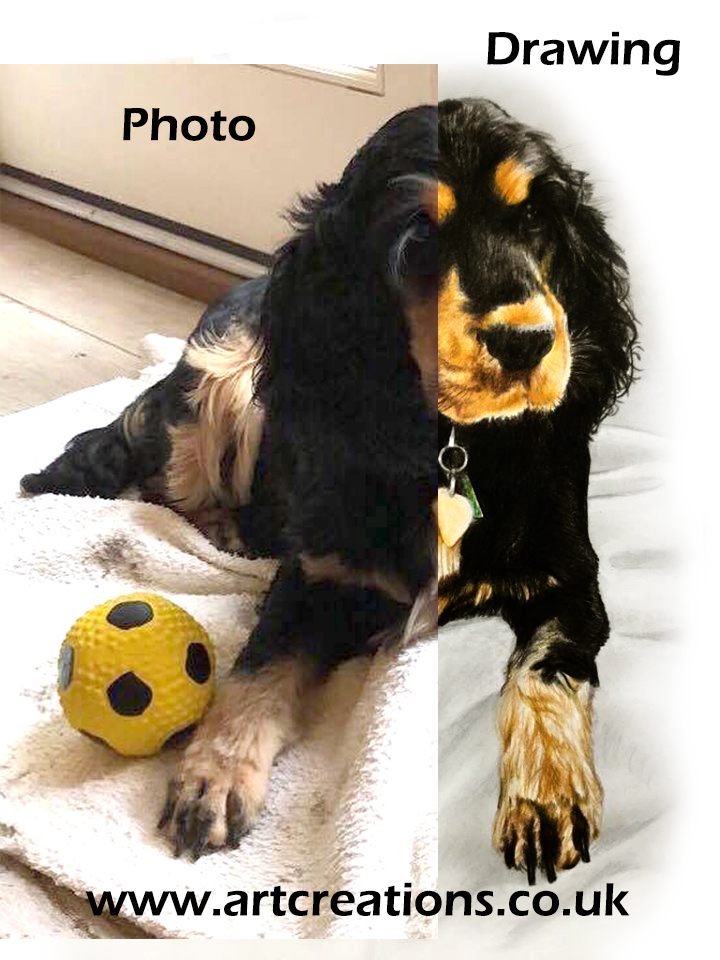 spaniel
